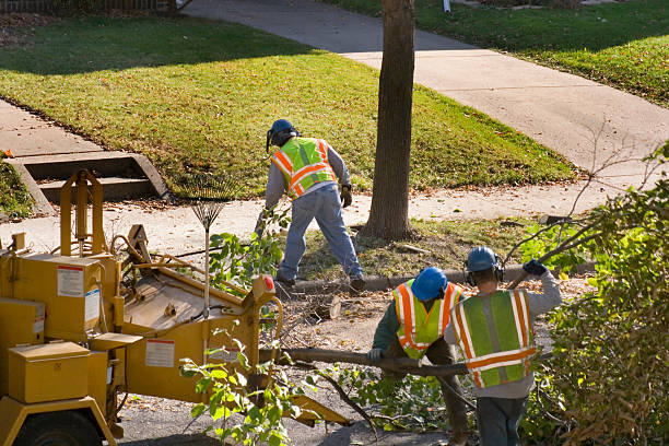 Trusted Walkertown, NC Tree Service Experts